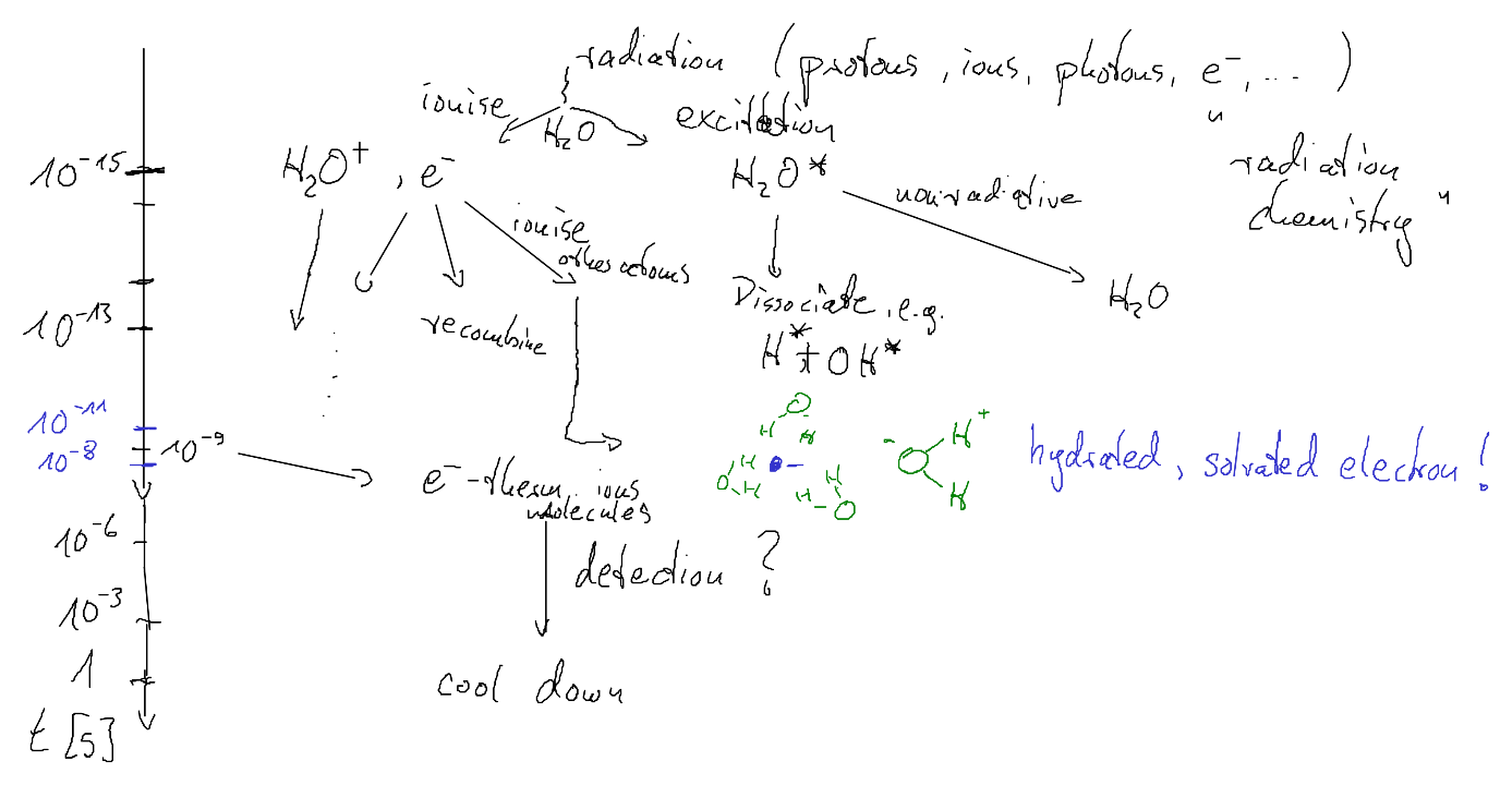 Hand sketch of a solvated electron surrounded by oriented water dipoles with timescales.